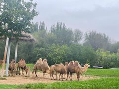 -北京野生动物园