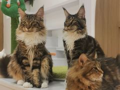 -COLOR PETS 撸猫馆·购猫·猫咖(长风大悦城店)