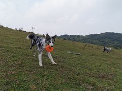 -大姆山草场