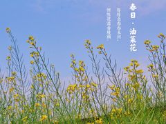 -光明小镇欢乐田园
