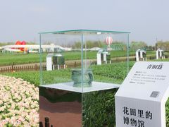 -荷兰花海