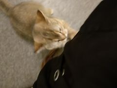 -猫色咖啡·猫咖