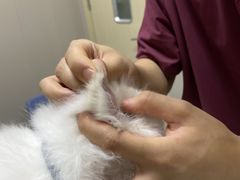 -瑞鹏宠物医院·爱宠堂·骨外专科(西荷分院)