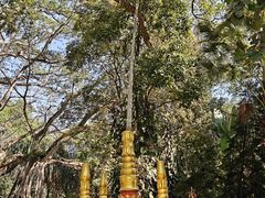 -瑞丽独树成林风景区