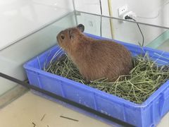 -怪兽屋·羊驼·猫咖·狗咖(俊华广场店)