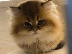 -柚子猫舍·精品猫舍购猫·猫咪认养·购宠·宠物店
