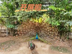 -呀路古热带植物园
