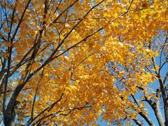 -大兴滨河森林公园