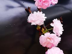 -海上田园