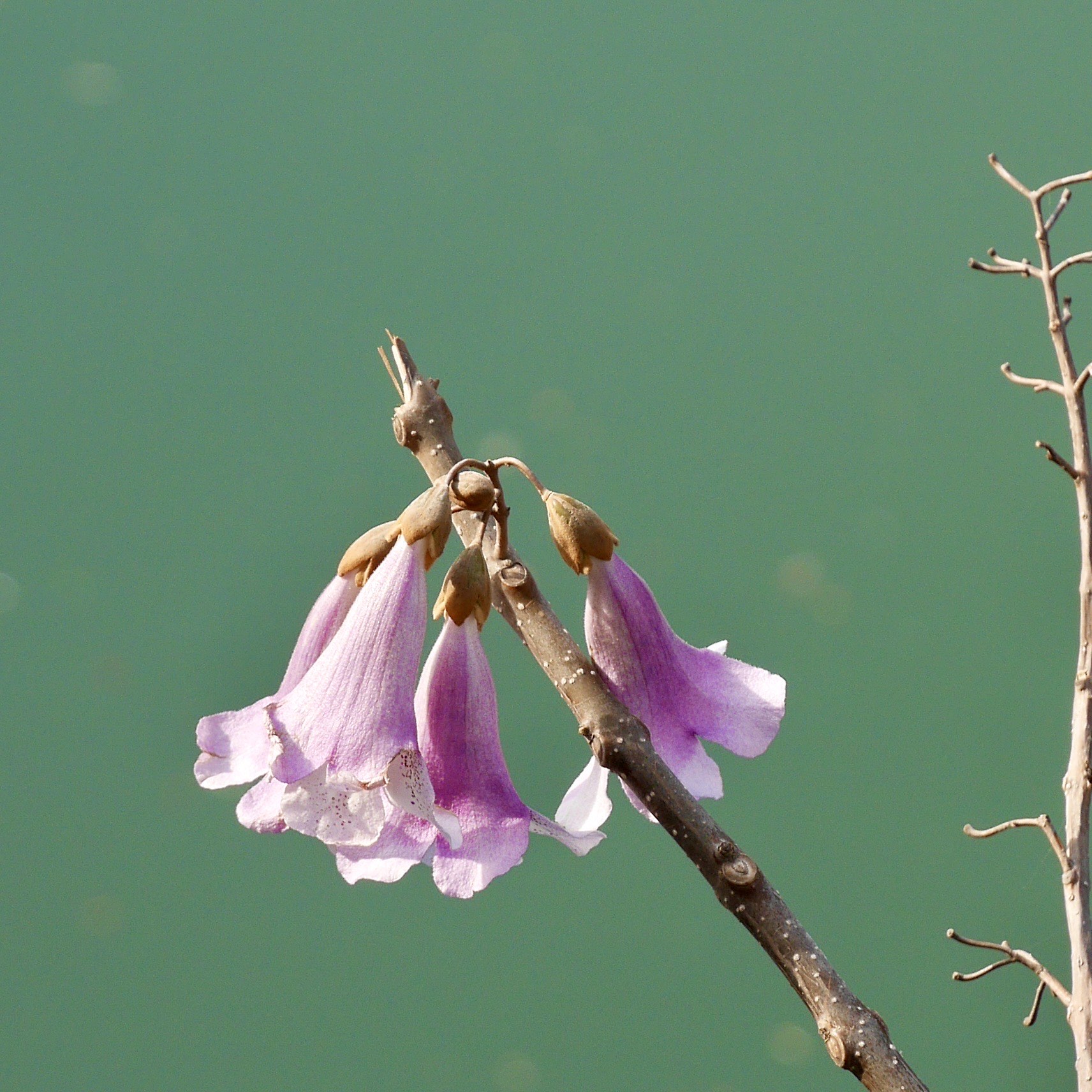 红星桥泡桐花图片