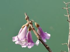-红星桥(地铁站)