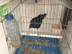 景观位-姚记抚仙湖石锅鱼庄