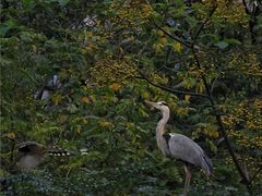 -重庆彩云湖湿地公园