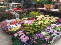 -双季花艺园艺市场(浦东店)