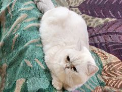 -喵屿·大理花园猫咖