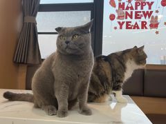 -喵园·猫主题咖啡厅·撸猫·猫咖(国贸店)