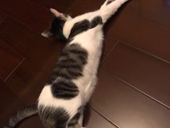-奈斯宠物医院·核磁CT·异宠专科·内镜(中南店)