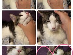 -猫大福·Fortune Cat猫舍(百子湾店)
