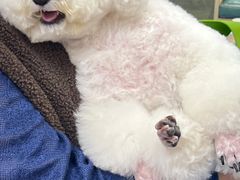 -博特宠物医院24h犬猫全科.骨科·异宠