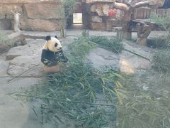 -辛玛王国游乐园