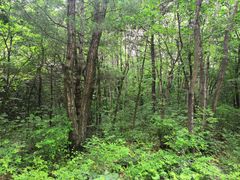 -青峰峡国家森林公园