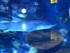 -烟台海昌鲸鲨海洋公园