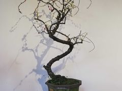-成都杜甫草堂博物馆