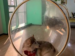 -Husky Go! 哈士奇体验馆·宠物咖啡厅狗咖