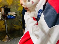 -欣宠猫屋·矮脚拿破仑·蓝金金渐层