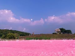 -大塘金香草谷