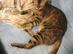 -李小姐の猫咖啡馆(五角场店)