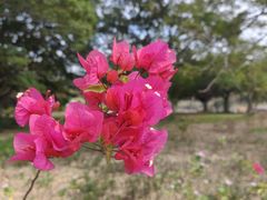 -南沙蒲洲花园