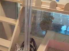 -爪爪喵星球·猫舍(前海卓越店)