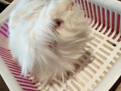 -藦茜花园宠物主题亲子互动体验馆(国顺东路店)