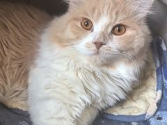 -瑞派宠物医院·犬猫全科·猫友好(宾水西道店)