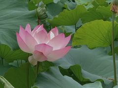 -桂湖森林公园
