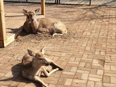 -长白岛森林公园