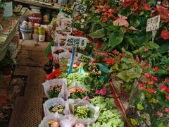 -曲阳花鸟市场(曲阳路店)