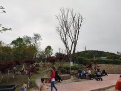 -铁山坪森林公园