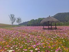 -径山花海