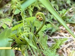 -海南热带雨林国家公园吊罗山景区