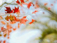 -田野绿世界
