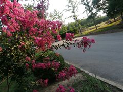 -燕郊植物园
