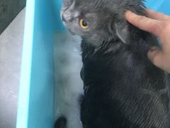 -瑞鹏宠物医院·微创内窥镜·骨外科·牙科(翠竹分院)