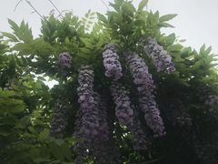 -嘉定紫藤园