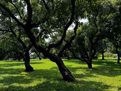 -荔枝公园(福田区)