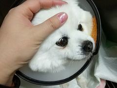 -爱侣·安琦尔宠物医院·中兽医针灸·心内科·狂犬免疫点(宝山区院)