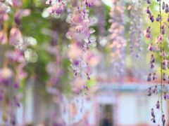 -嘉定紫藤园