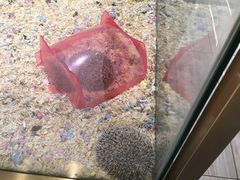 -悠尼宠物·独立低压伊珊娜洗护·美容·寄养(兰谷路店)