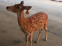 -清迈夜间动物园